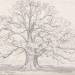 Mr. Howard's Large Oak, August 5, 1820